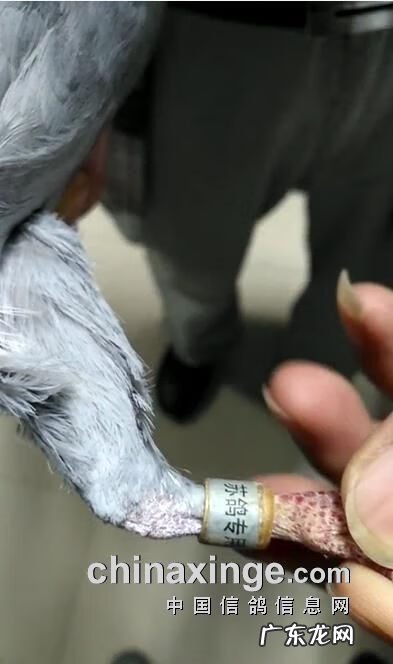 血之游戏冠军是谁 冠军之血