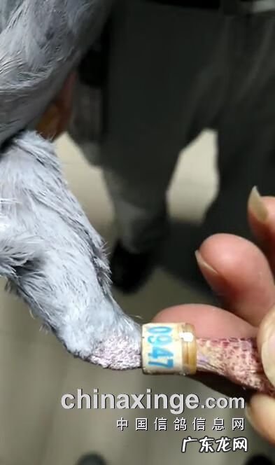 血之游戏冠军是谁 冠军之血