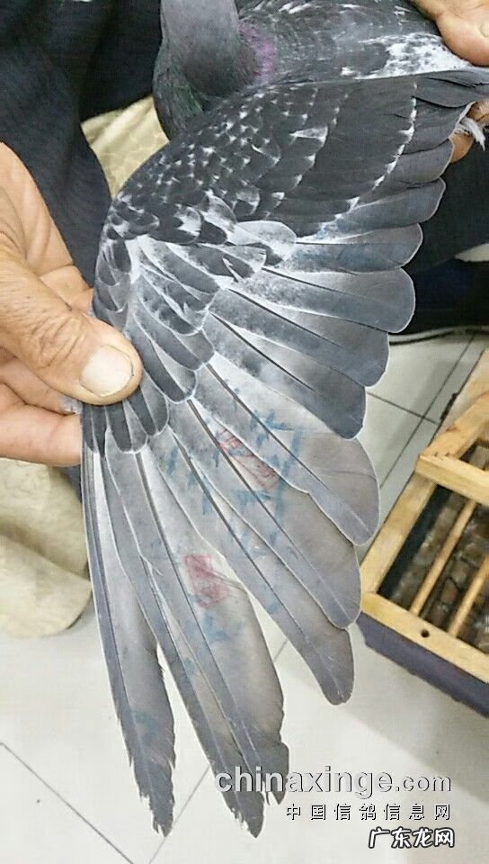 血之游戏冠军是谁 冠军之血