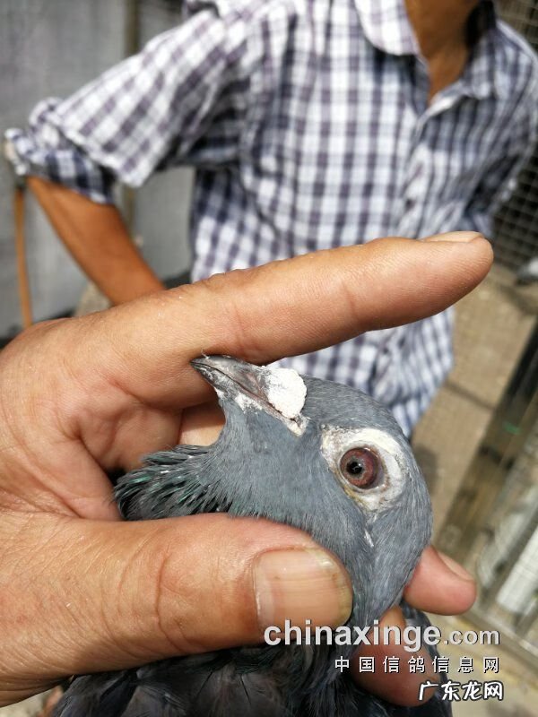 血之游戏冠军是谁 冠军之血