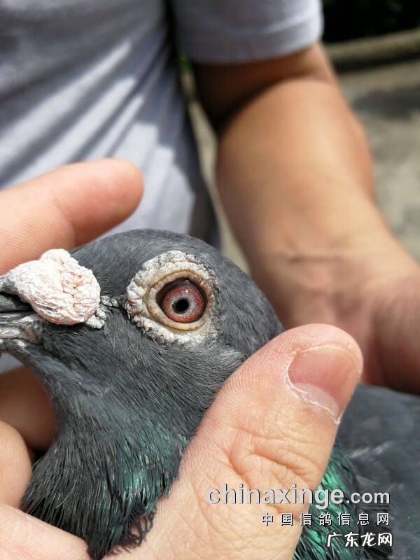 血之游戏冠军是谁 冠军之血