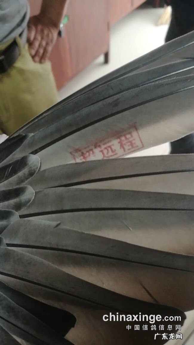 血之游戏冠军是谁 冠军之血