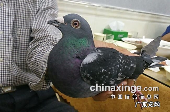 血之游戏冠军是谁 冠军之血