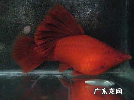 高旗燕尾红剑鱼好养不 高旗红箭鱼的繁殖