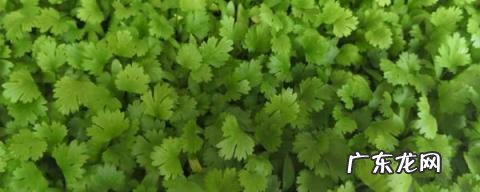 吃香菜减肥吗,吃香菜减肥不