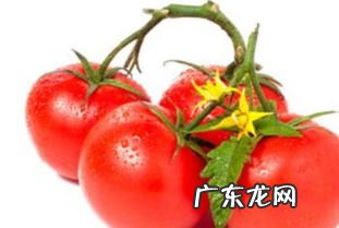 男人吃西红柿有什么好处?这5点很受用 西红柿对男人的好处和坏处有哪些