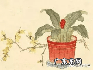 万年青画法步骤国画 万年青水墨画图片