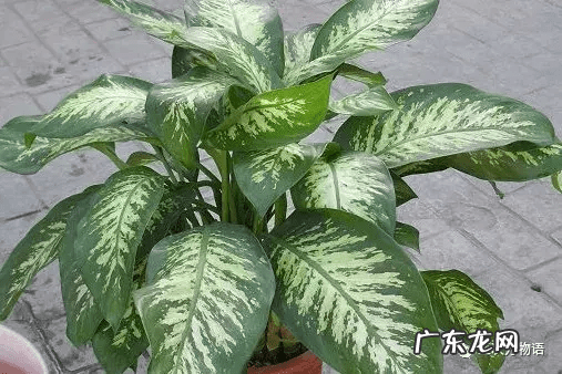 万年青画法步骤国画 万年青水墨画图片