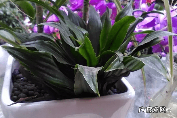 万年青画法步骤国画 万年青水墨画图片