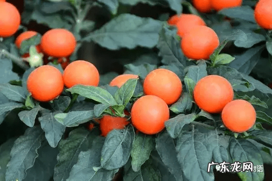 万年青画法步骤国画 万年青水墨画图片