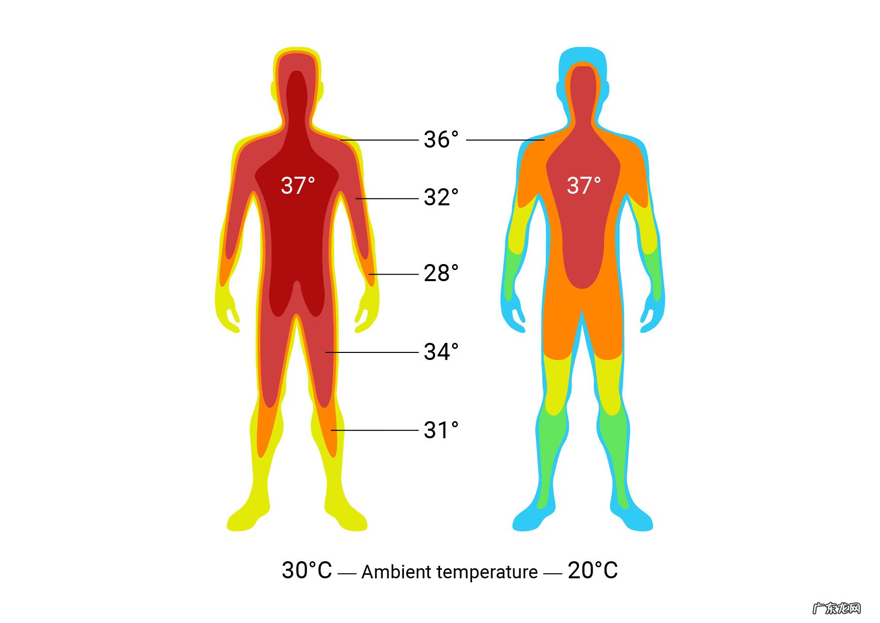 多少度才算是发低烧 多少度算低烧标准