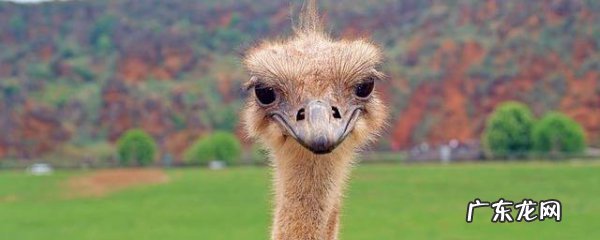 鸵鸟是不是国家保护动物,鸵鸟属不属于我国保护动物