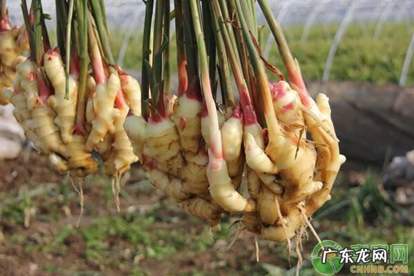 院子里种姜好不好 坟上埋姜有什么寓意