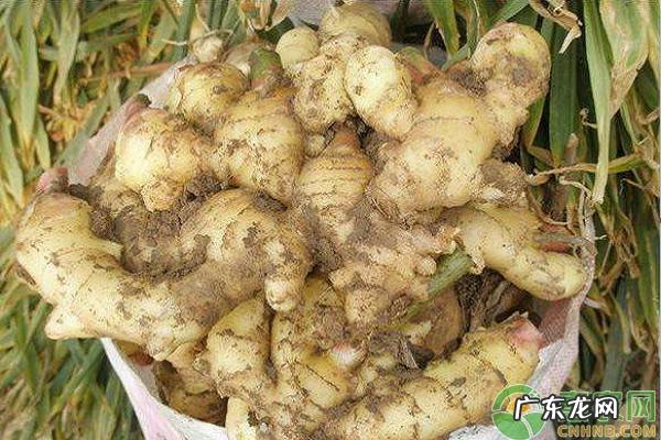 院子里种姜好不好 坟上埋姜有什么寓意