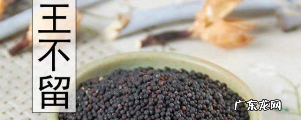 炒王不留行的功效与作用的功能与主治与用量,炒王不留行的功效与作用点的功效