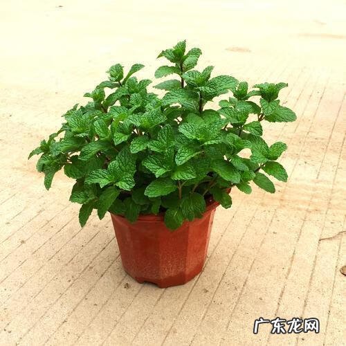薄荷剪了还会长出来吗 薄荷长长了剪掉后风水好吗