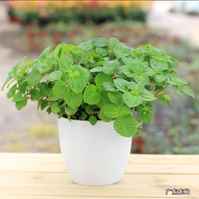 薄荷剪了还会长出来吗 薄荷长长了剪掉后风水好吗