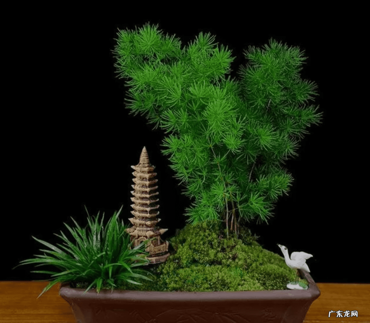 雾凇是蓬莱松吗 雪雾松和蓬莱松风水