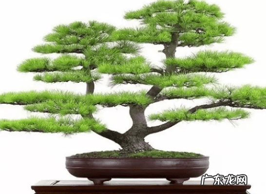 雾凇是蓬莱松吗 雪雾松和蓬莱松风水