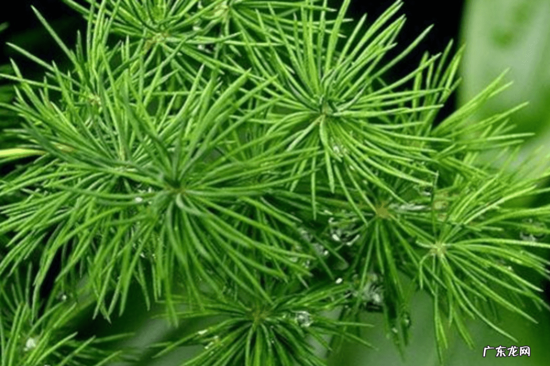 雾凇是蓬莱松吗 雪雾松和蓬莱松风水