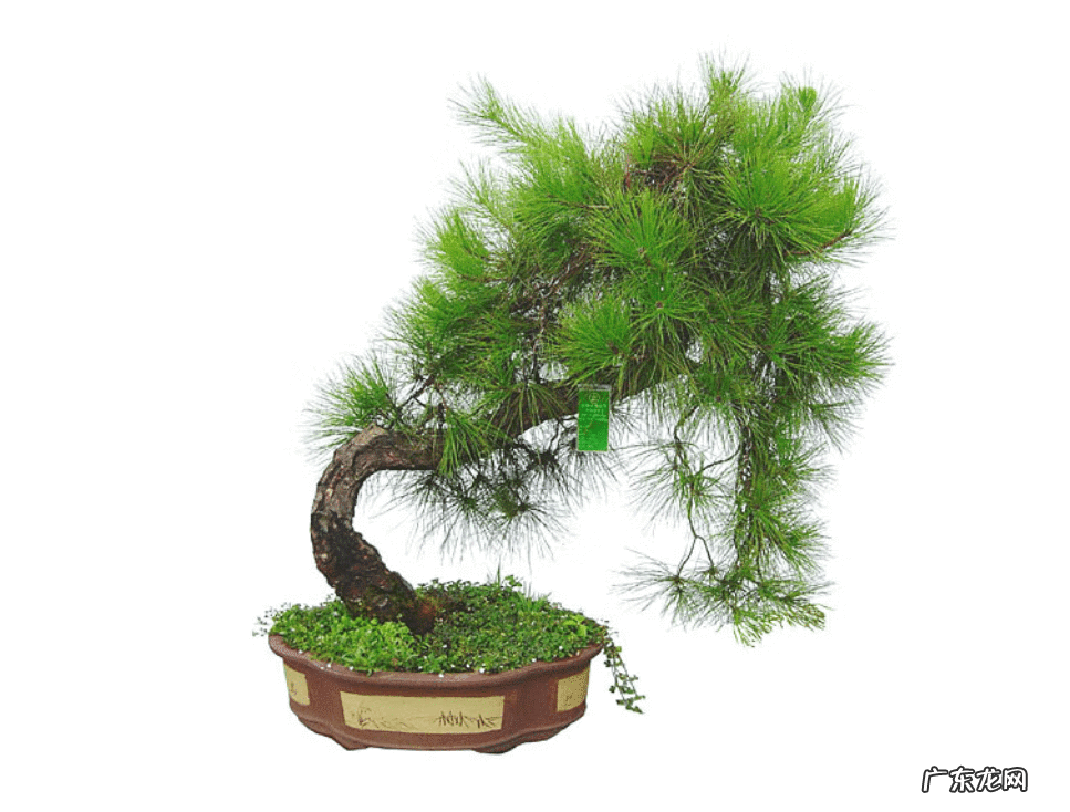 雾凇是蓬莱松吗 雪雾松和蓬莱松风水