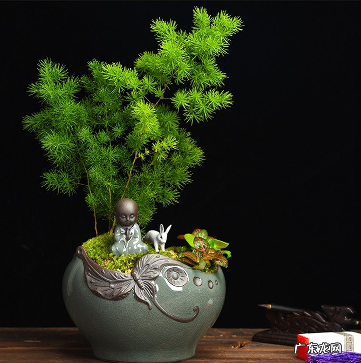 雾凇是蓬莱松吗 雪雾松和蓬莱松风水