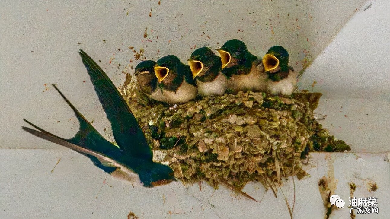 东北方向在风水上是什么方位 门口向东的风水好吗