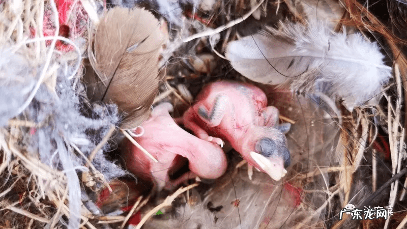 东北方向在风水上是什么方位 门口向东的风水好吗