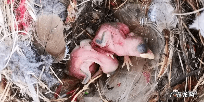 东北方向在风水上是什么方位 门口向东的风水好吗