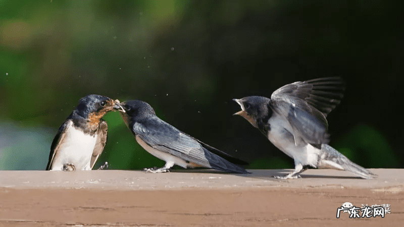 东北方向在风水上是什么方位 门口向东的风水好吗