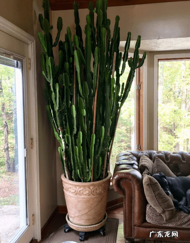 居家风水常识 家居风水植物有哪些