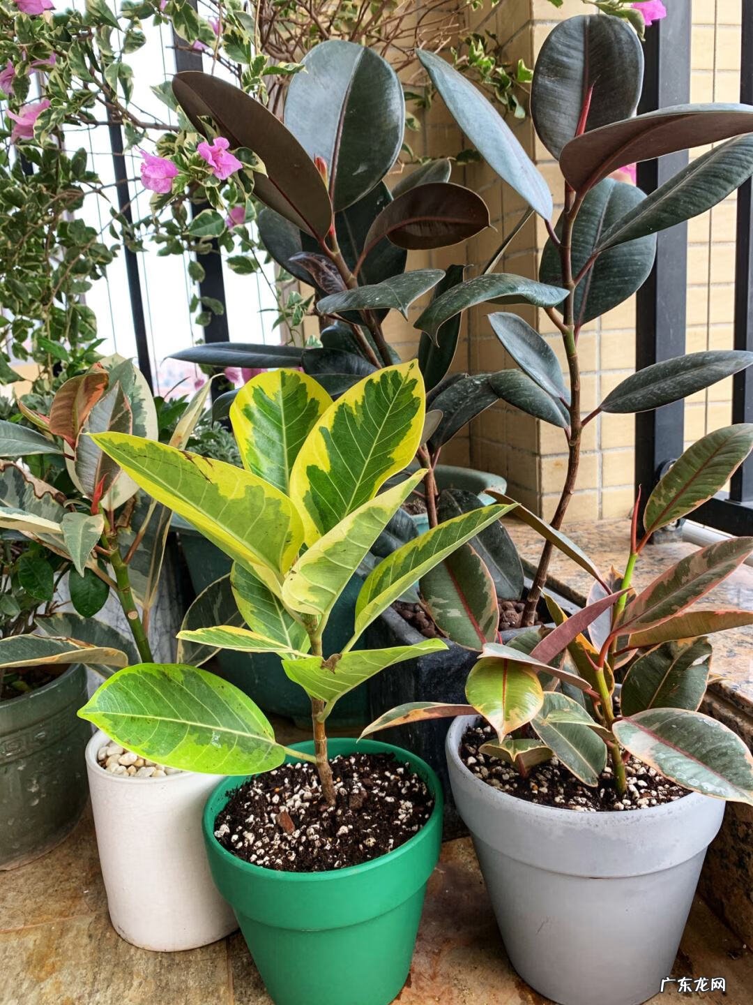 居家风水常识 家居风水植物有哪些