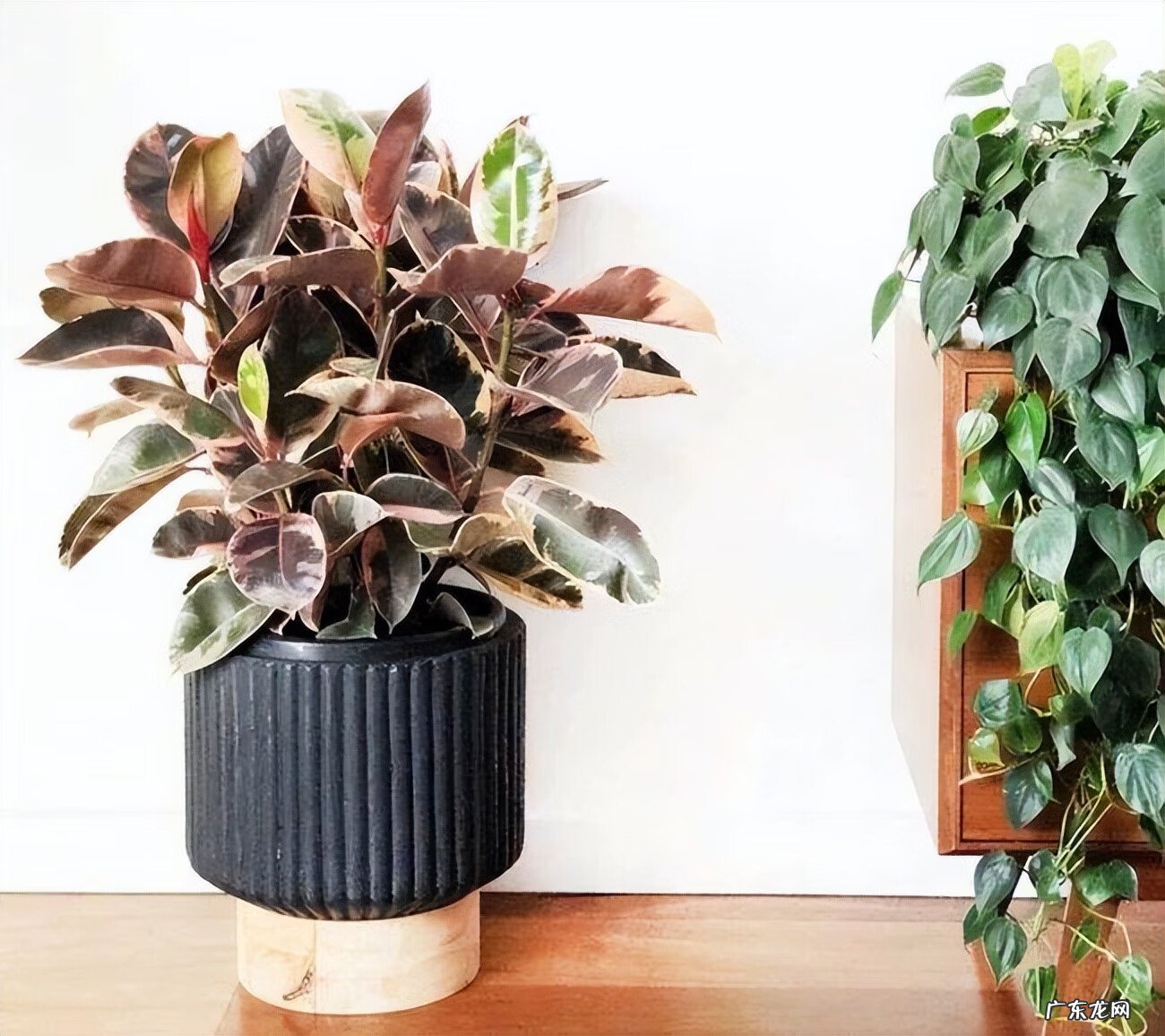 居家风水常识 家居风水植物有哪些