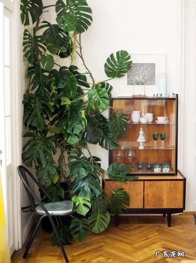 居家风水常识 家居风水植物有哪些