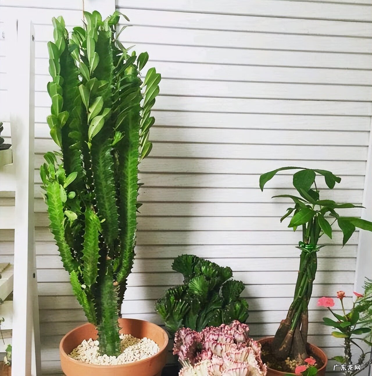 居家风水常识 家居风水植物有哪些