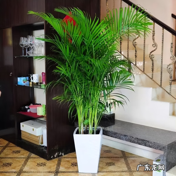 居家风水常识 家居风水植物有哪些