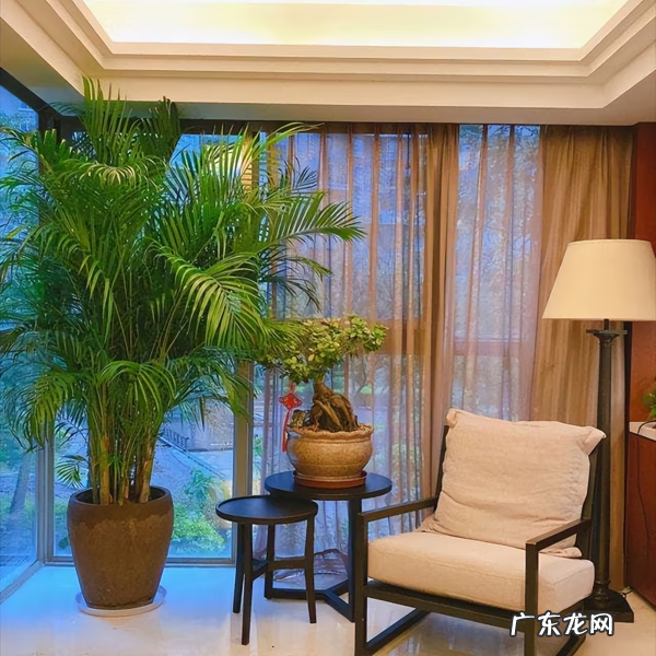 居家风水常识 家居风水植物有哪些