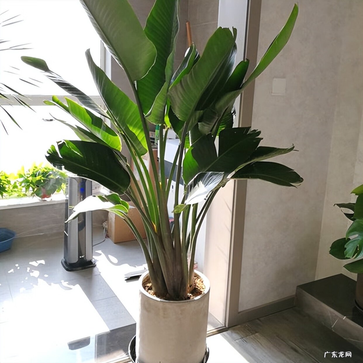 居家风水常识 家居风水植物有哪些