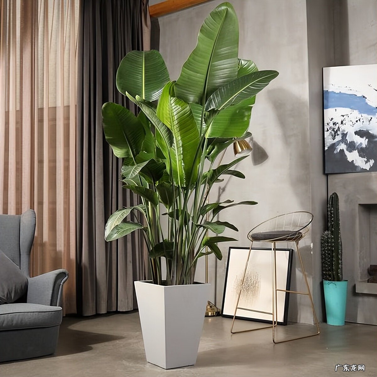 居家风水常识 家居风水植物有哪些