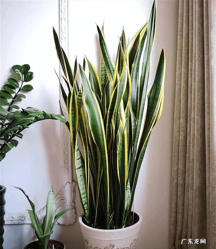 居家风水常识 家居风水植物有哪些