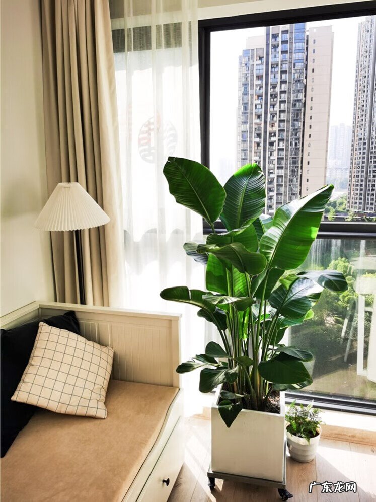 居家风水常识 家居风水植物有哪些