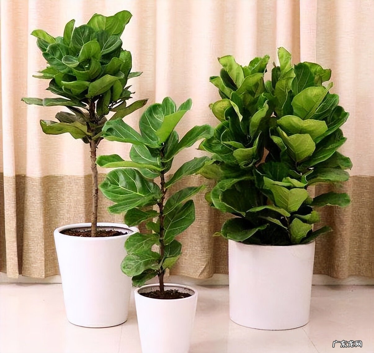 居家风水常识 家居风水植物有哪些