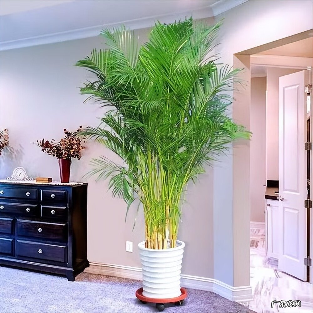 居家风水常识 家居风水植物有哪些