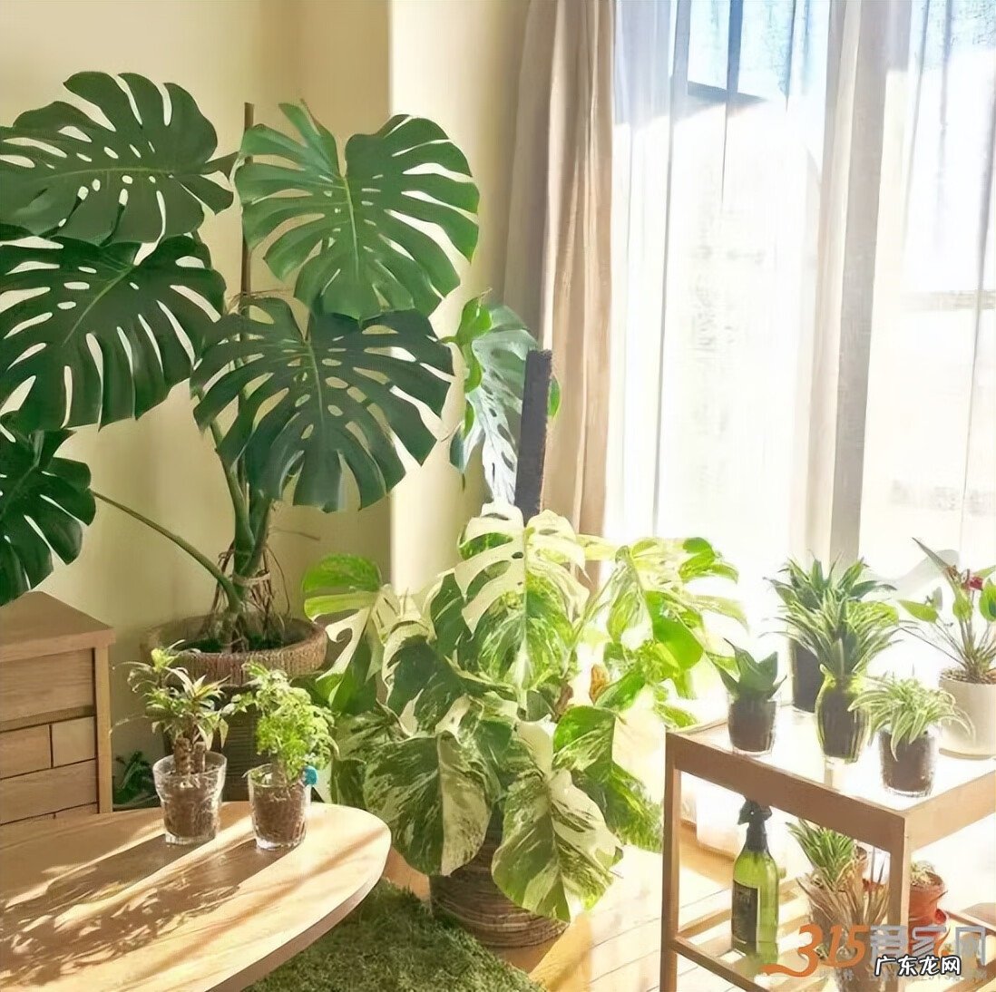 居家风水常识 家居风水植物有哪些