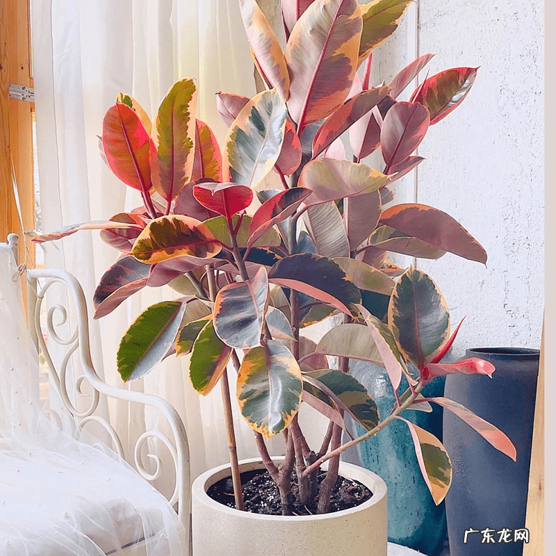 居家风水常识 家居风水植物有哪些