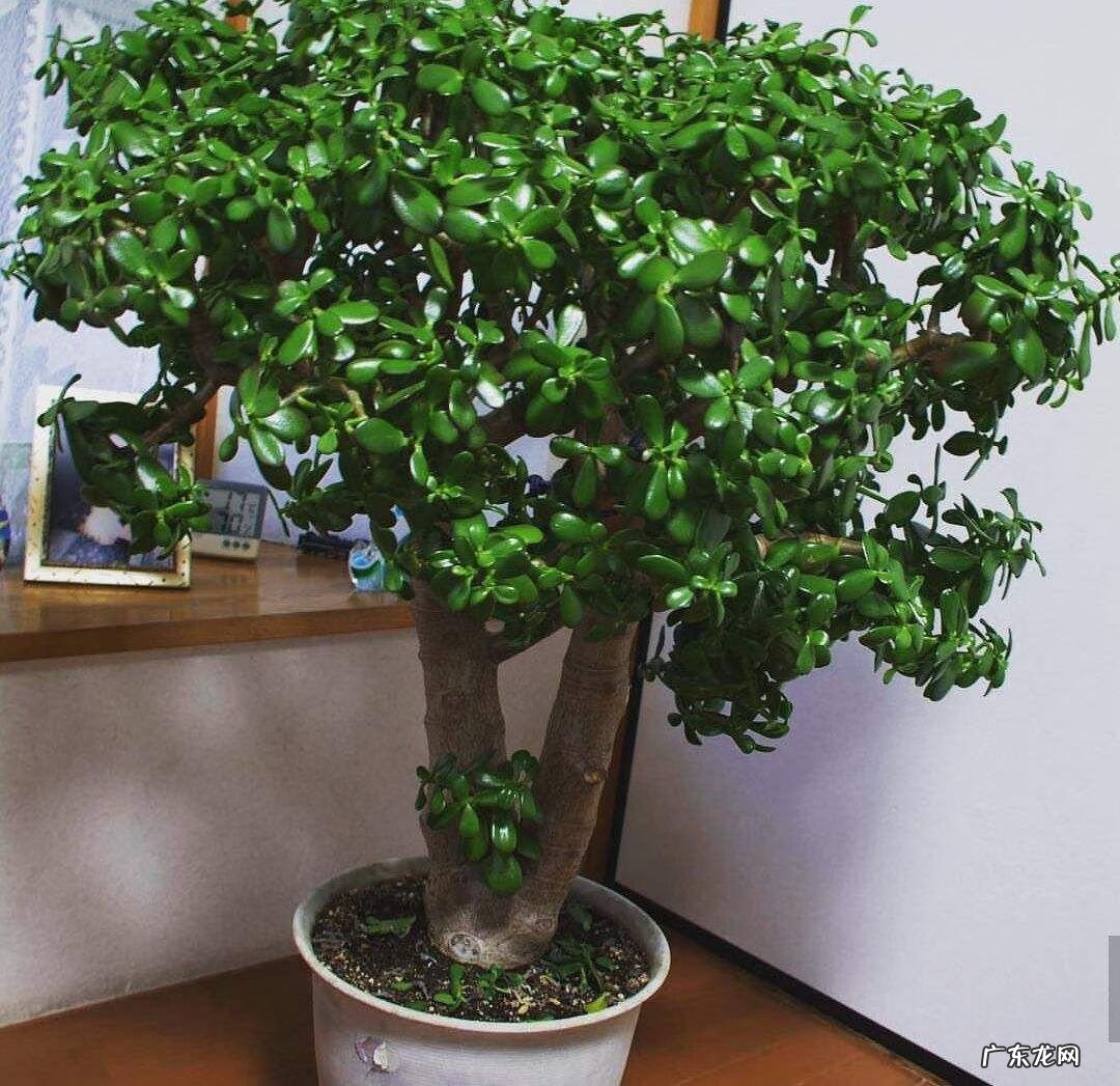 居家风水常识 家居风水植物有哪些