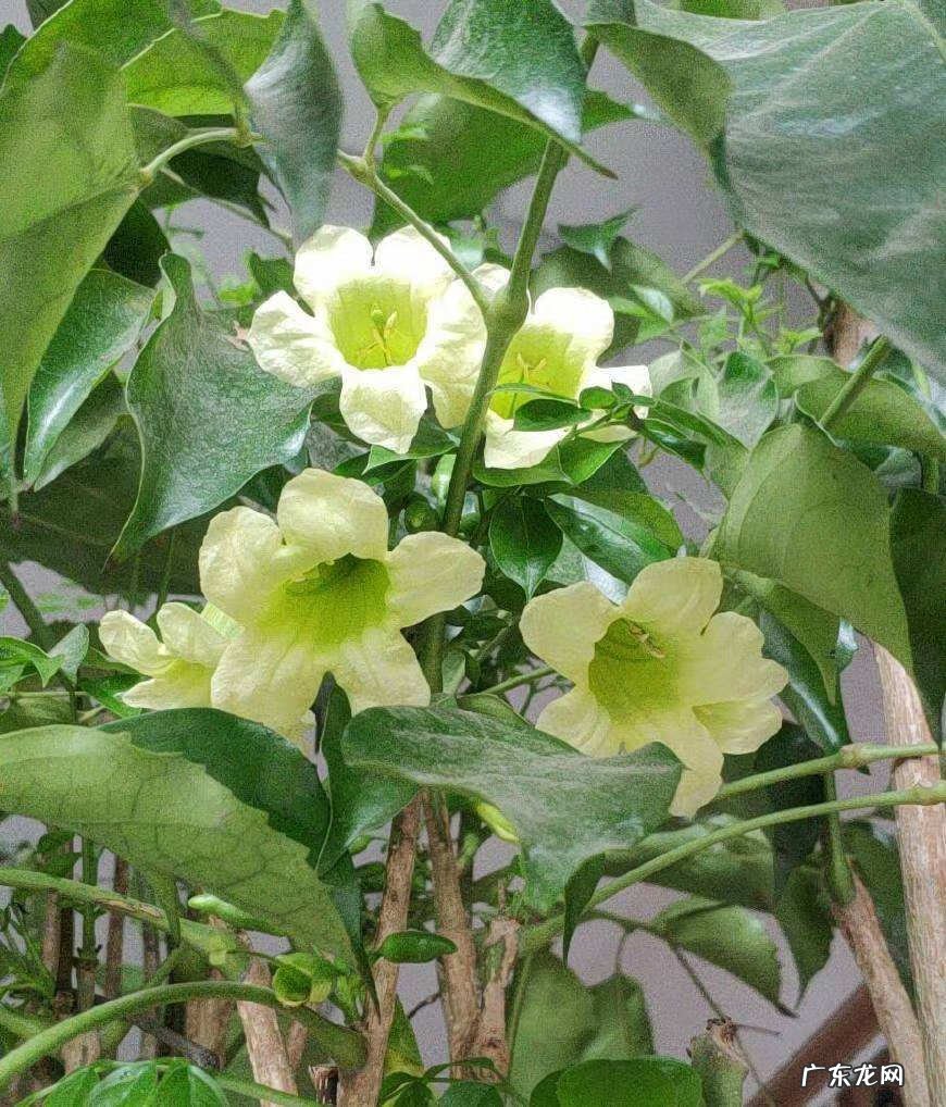 居家风水常识 家居风水植物有哪些