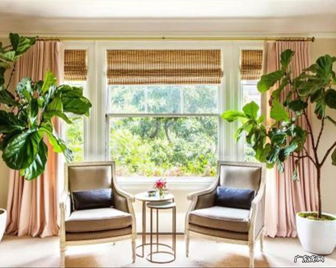 居家风水常识 家居风水植物有哪些