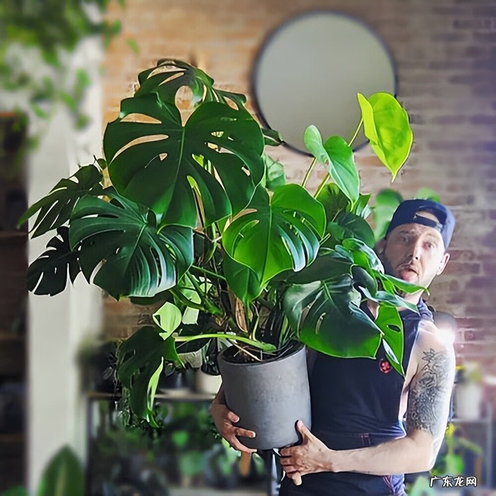 居家风水常识 家居风水植物有哪些