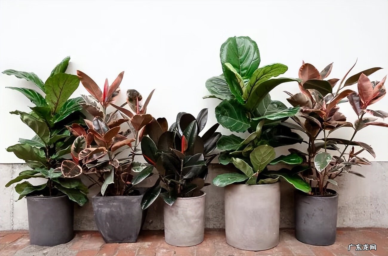 居家风水常识 家居风水植物有哪些